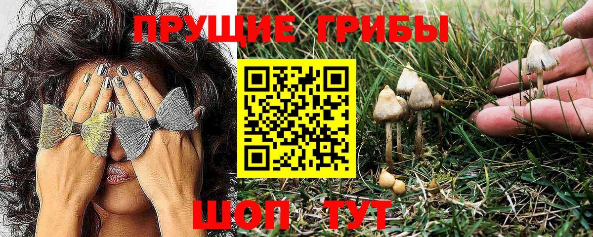 Киселёвск  Псилоцибиновые грибы Psilocybine cubensis  Вход с VPN 
